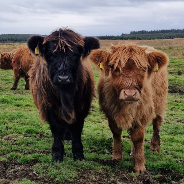 Sponsor Batman & Robin