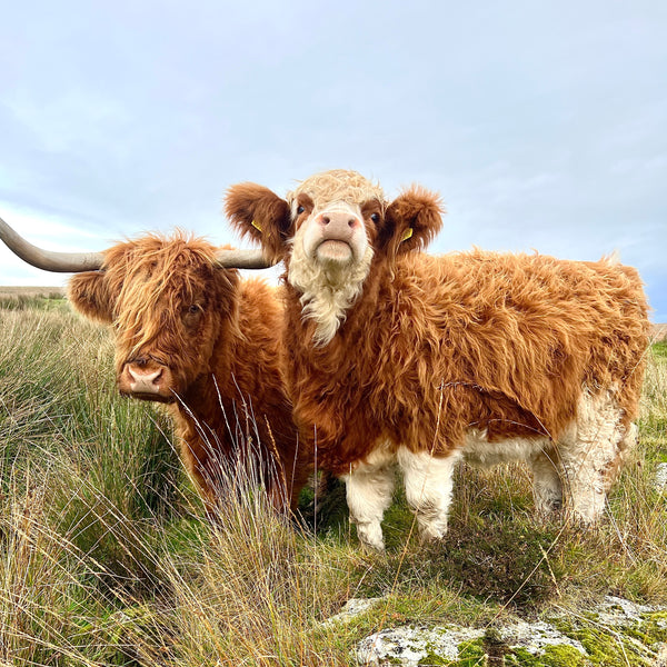 Sponsor The Love Child