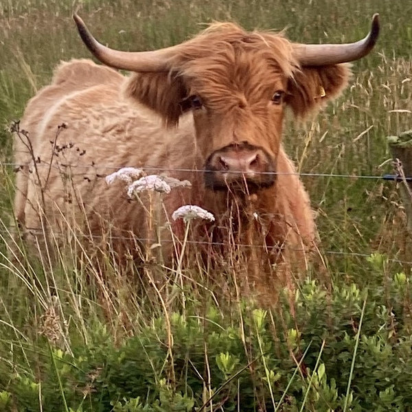 Sponsor Wee Seonaid (Shona)