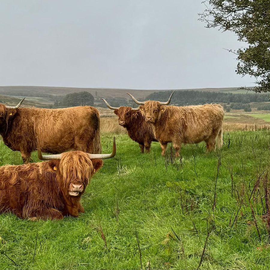 Sponsor A Coo