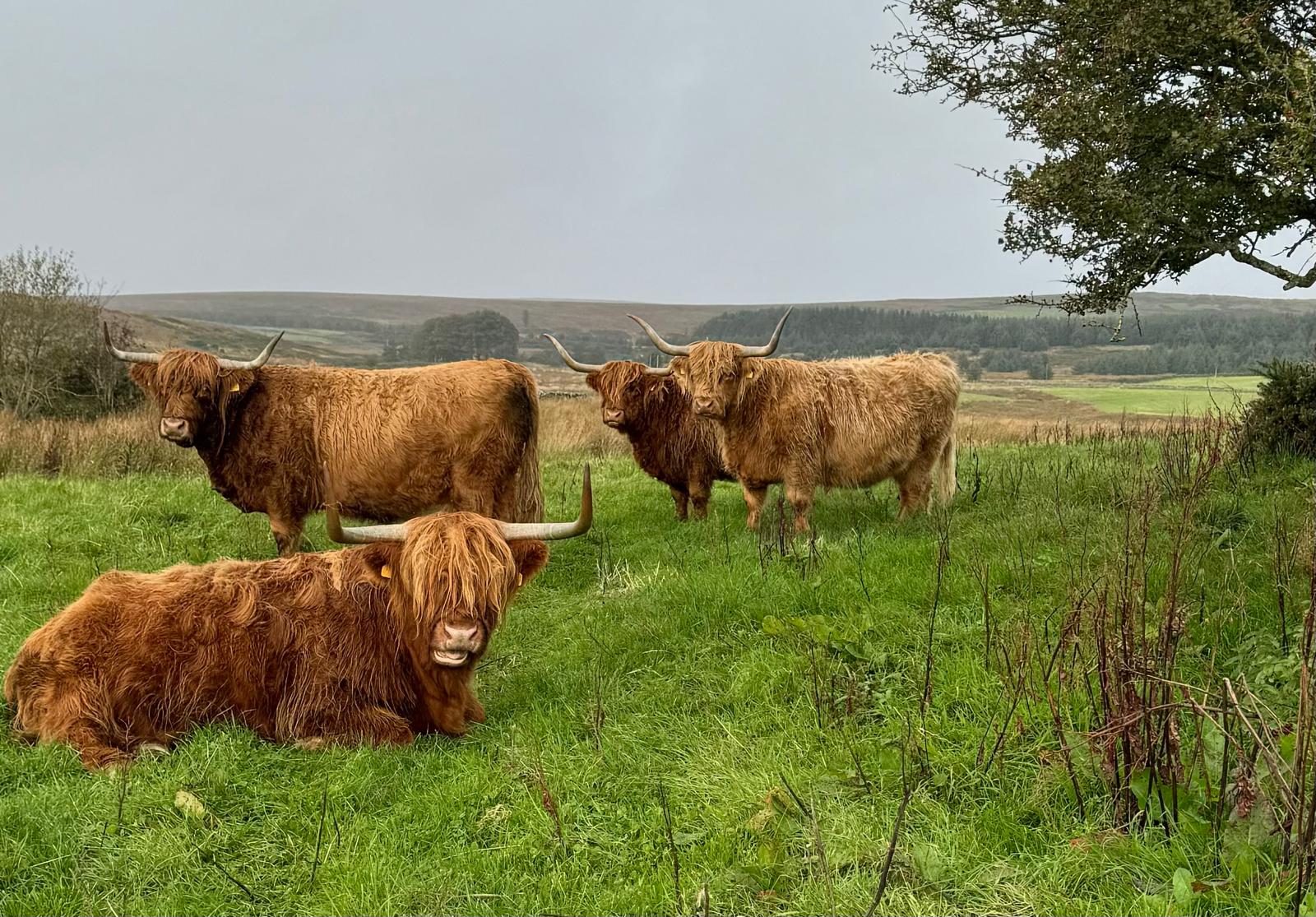 Sponsor A Coo