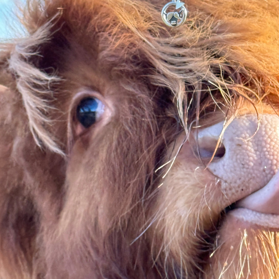 Highland Cow Jewellery